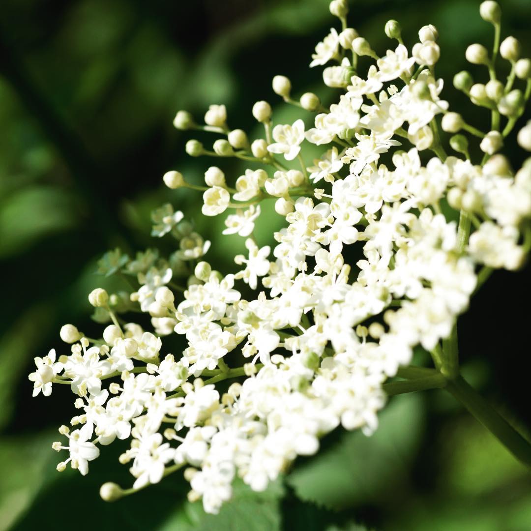 Danish summer wouldn't be the same without them ... 'Tis the season for elderflowers right now and the beautiful white and gauzy umbels are everywhere. At Einar Willumsen we have a range of elderflower flavours for all sorts of applications. Visit our website or the WIN:LAB section to require more information. See bio for link. #whenspeedandtastematter #natureimagined #yournordicflavourhouse #summer #elderflower #trends #flavourtrends #flavour #flavor #2016 #tasty #nordic #scandinavian #danish #drink #cordial