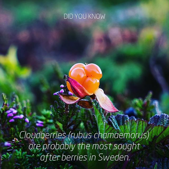 Did you know… Cloudberries (rubus chamaemorus) are probably the most sought after berries in Sweden.  The berries grow in the wild and are extremely difficult to cultivate, but their golden yellow colour makes them distinctive. They have a particular place of honour in Swedish cooking and so cloudberry based desserts are often chosen for special occasions. We admit to being slightly nerdy when it comes to flavours but it’s all part of our striving to be the best in our field. The traditions surrounding cloudberries are among many we come across when exploring flavours.  #whenspeedandtastematter #yournordicflavourhouse #natuREimagined #nordicbynature #tasty #taste #flavour #flavor #hygge #nordic #scandinavian #didyouknow  #whenartandsciencemeet